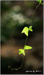 IMG_9874....1
