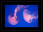 DSCF9847