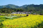 DSCF0628