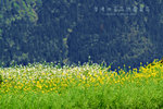 DSCF0803