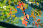 
DSCF5912
