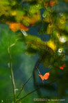 
DSCF5914