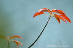 
DSCF5930