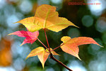 
DSCF5969