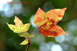 
DSCF5971