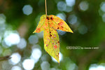 
DSCF5974