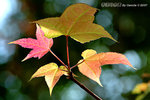 
DSCF5978