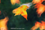 
DSCF5994