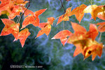 
DSCF6009