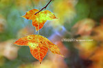 
DSCF6024