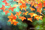 
DSCF6036