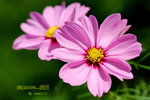 DSCF0415