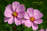 DSCF0419
