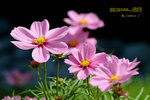 
DSCF0422