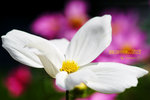 
DSCF0426