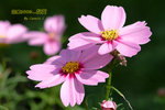 DSCF0428