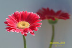 DSCF0431