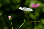 DSCF0446