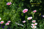 DSCF0450