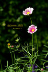 DSCF0452