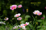 DSCF0454
