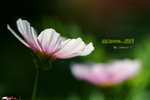 DSCF0461