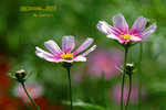 DSCF0515