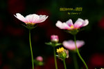DSCF0516