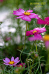 DSCF0518