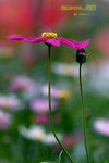 DSCF0607