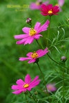 
DSCF0625