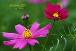 DSCF0632
