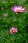 DSCF0640