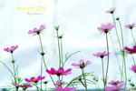 DSCF0647
