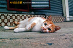DSCF3102
