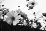 DSC_0407_re_bws