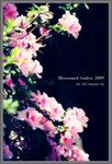azalea-6