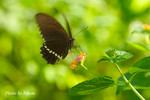 CRW_6525