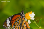 CRW_6596