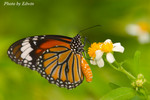 CRW_6597