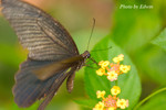 CRW_6609