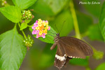 CRW_6613