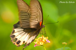 CRW_6619