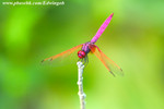 CRW_9072