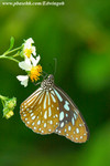 CRW_9107