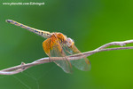 CRW_9547