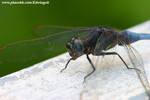 CRW_9558