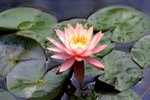 CRW_7017