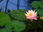 CRW_70271