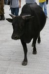 IMG_5329